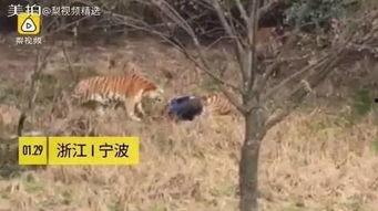 成都老虎爆料视频最新,揭秘背后惊人真相  第3张